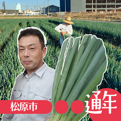 難波葱、青ねぎ・稲田ファーム